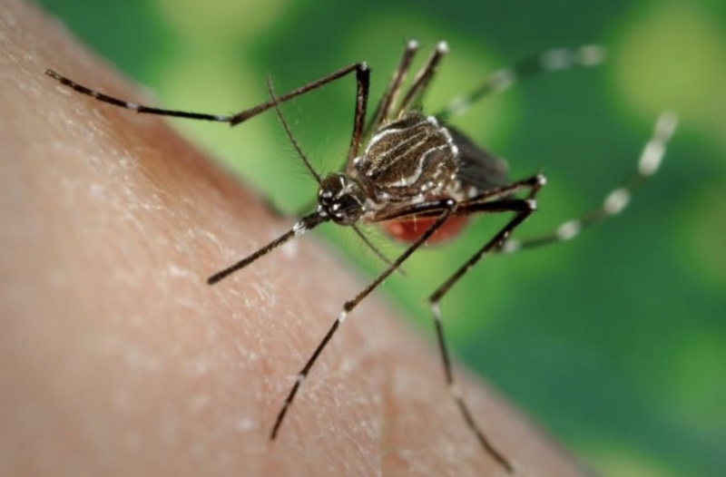 First Case Of West Nile In Simcoe/Muskoka