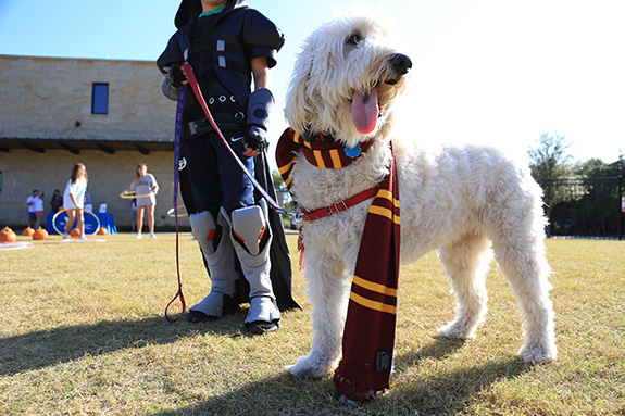Gracie the Golden Doodle was dressed as Harry Potter.