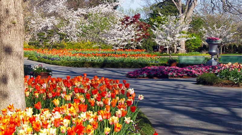 Dallas Blooms Coming To The Arboretum - People Newspapers
