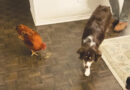 UP Animal Lover Helps Rooster Strut His Stuff at Family Ranch